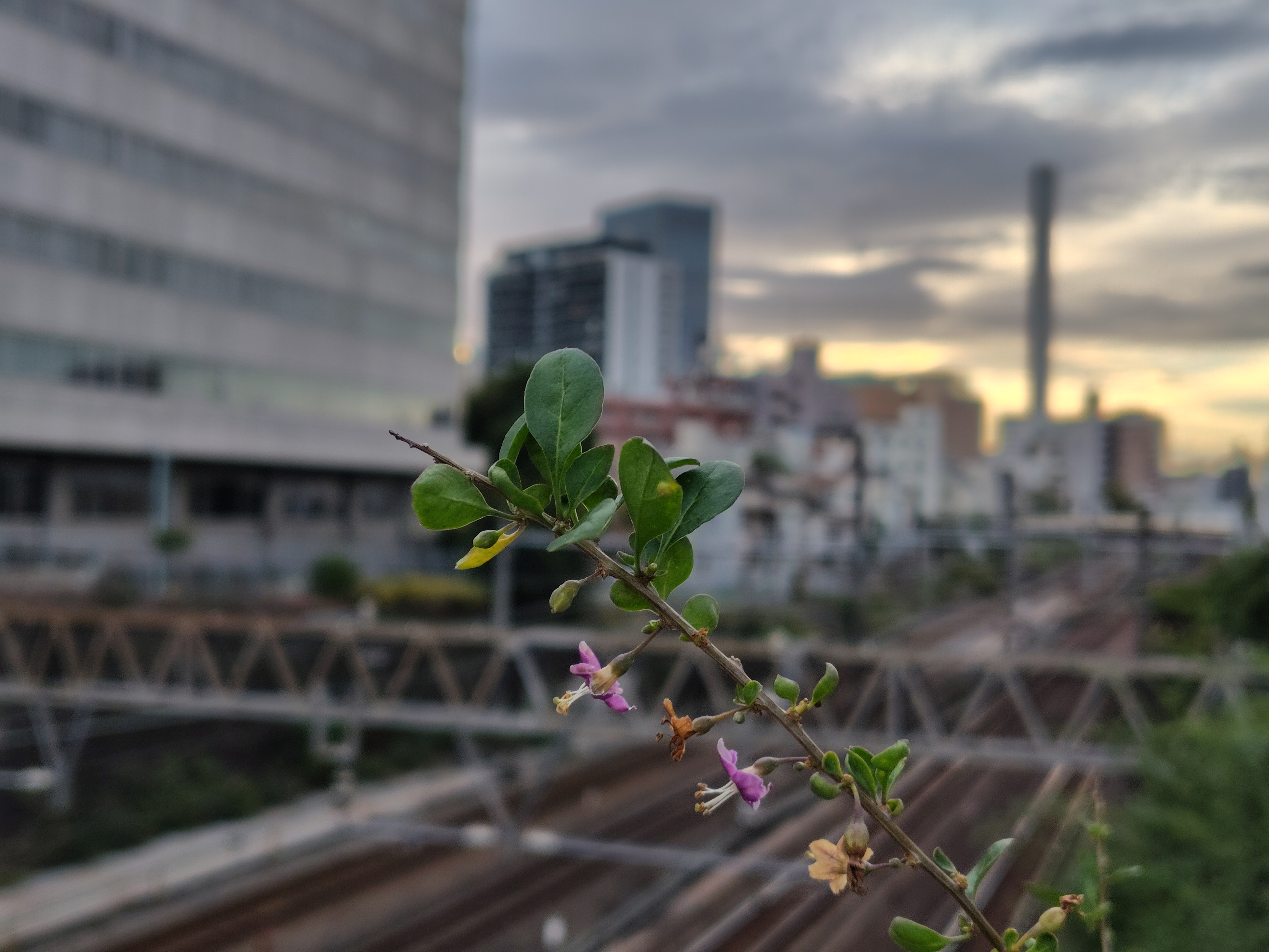 AQUOS sense8の2倍（夕方）